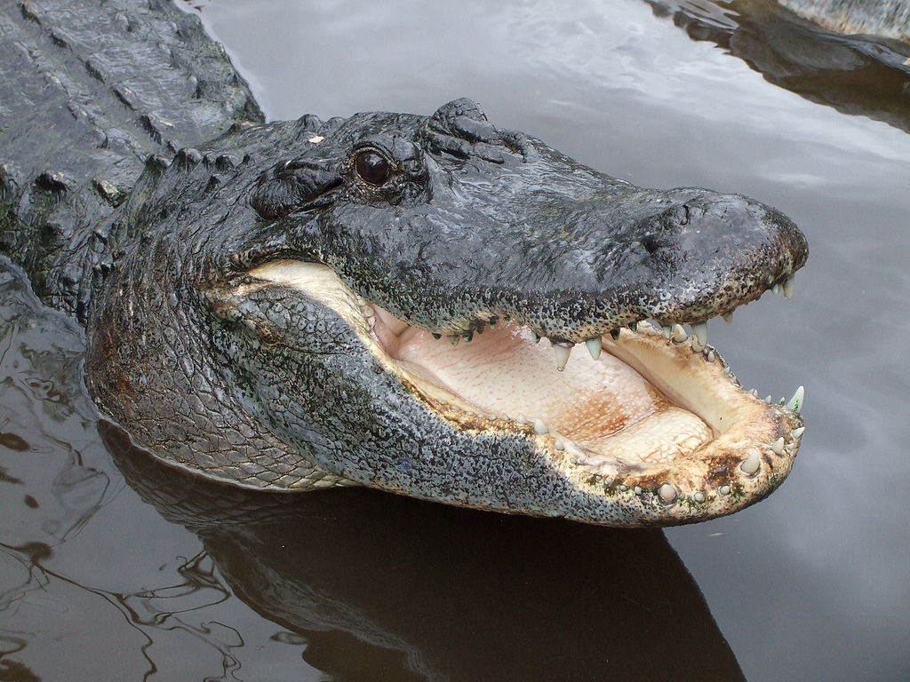 鳄鱼英文单词的区别(crocodile、alligator、cai