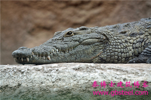 鳄鱼英文单词的区别（crocodile、alligator、caiman、gharial）